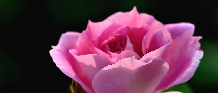 月季花的美丽与花语（探寻月季花的花语之美）