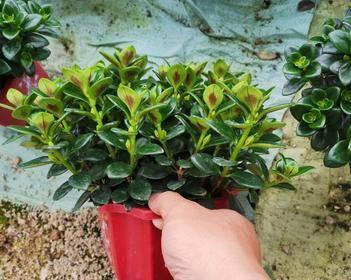 以白兰花代表诚信——美丽花朵中的道德品质(探寻白兰花的象征意义)