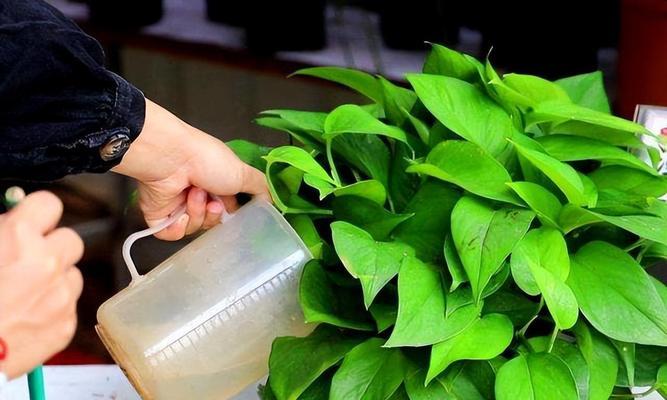 多菌灵用于盆景浇灌安全吗？使用方法和注意事项是什么？