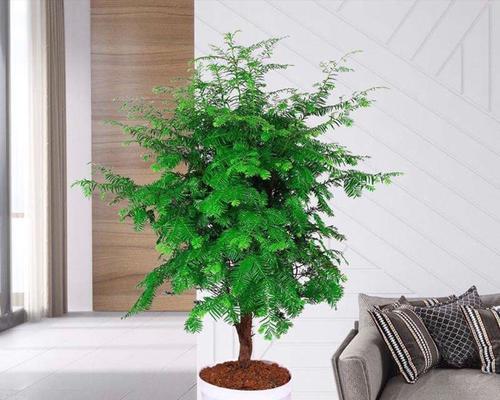 以白兰花代表诚信——美丽花朵中的道德品质（探寻白兰花的象征意义）