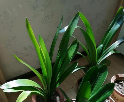 多菌灵用于盆景浇灌安全吗？使用方法和注意事项是什么？