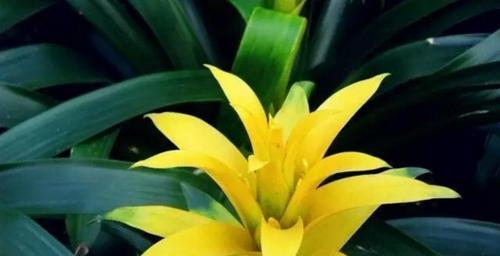 苹果之生肖奇谋（揭秘苹果代表的生肖及其象征意义）