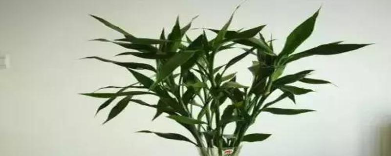 苹果之生肖奇谋（揭秘苹果代表的生肖及其象征意义）