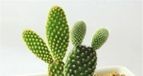 苹果之生肖奇谋（揭秘苹果代表的生肖及其象征意义）