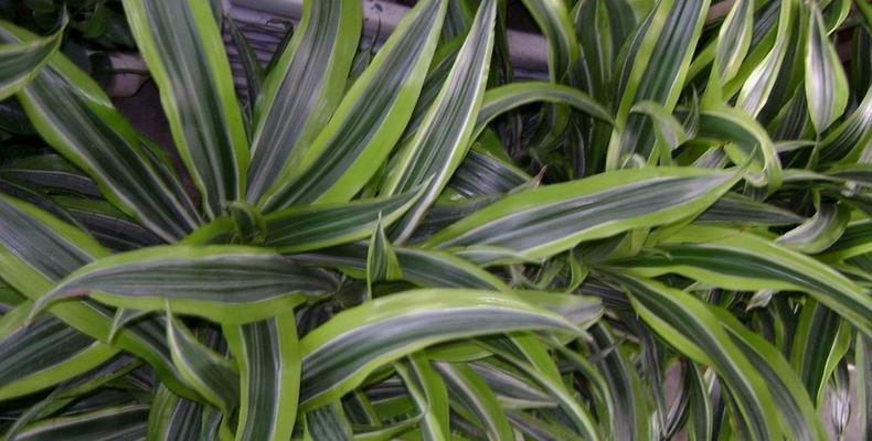 千年木一盆种几株最好？种植密度对生长有何影响？