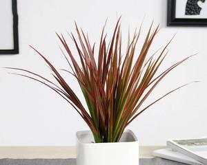 千年木一盆种几株最好？种植密度对生长有何影响？