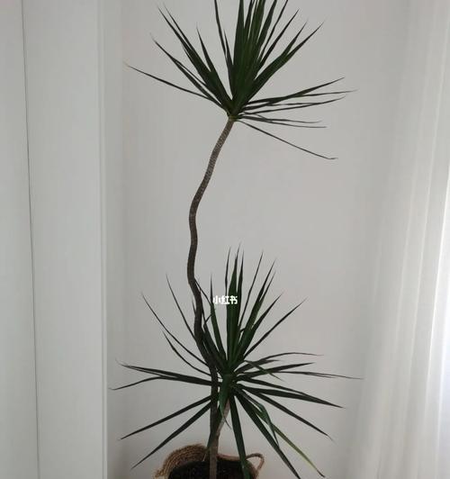 千年木一盆种几株最好？种植密度对生长有何影响？