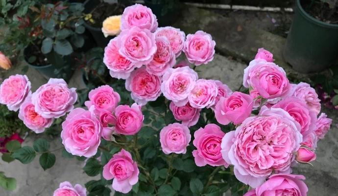 火灵鸟月季有哪些优点和缺点？