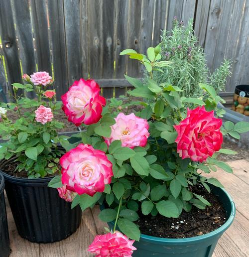 火灵鸟月季有哪些优点和缺点？