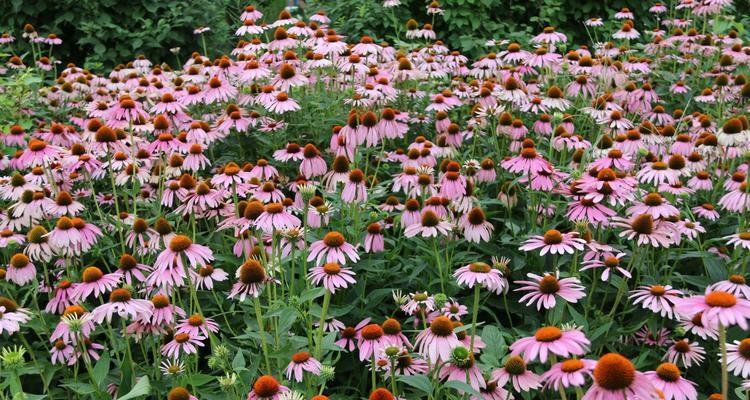 送男朋友什么花最好（男友送花有讲究）