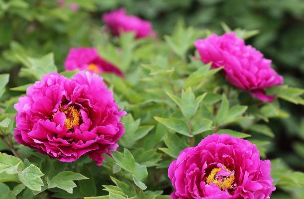 送男朋友什么花最好（男友送花有讲究）