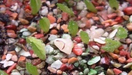 玉露种子种植方法是什么？如何确保发芽率高？