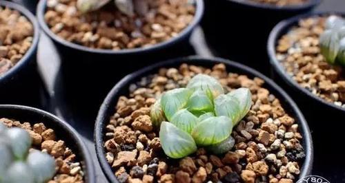 玉露种子种植方法是什么？如何确保发芽率高？