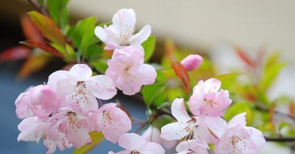 樱花的传说与意义（三个关于樱花的神秘故事）