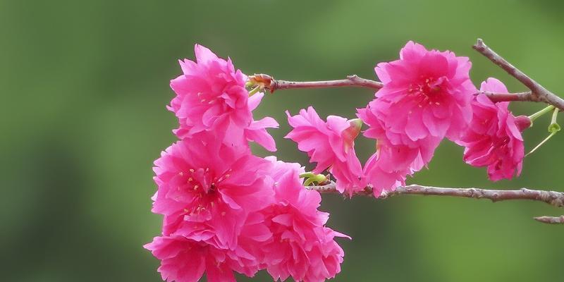 樱花的传说与意义（三个关于樱花的神秘故事）