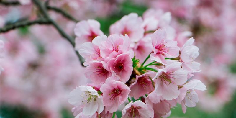 樱花的传说与意义（三个关于樱花的神秘故事）