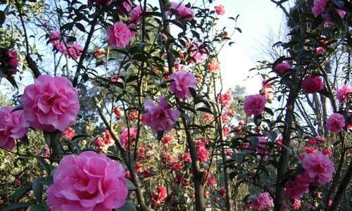 野山茶下山桩养护方法是什么？如何确保其健康生长？