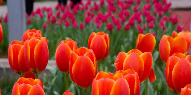 野山茶下山桩养护方法是什么？如何确保其健康生长？