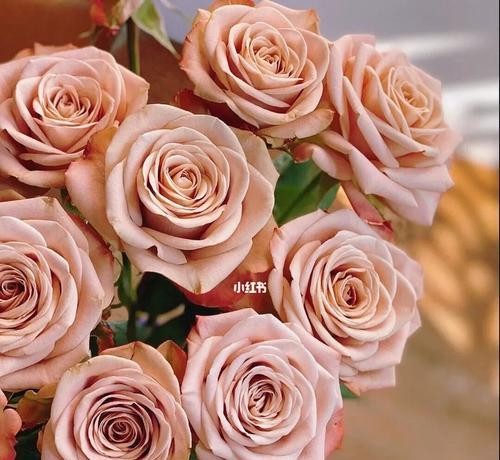 卡布奇诺玫瑰花的浪漫寓意（揭示卡布奇诺玫瑰的情感符号和花语）