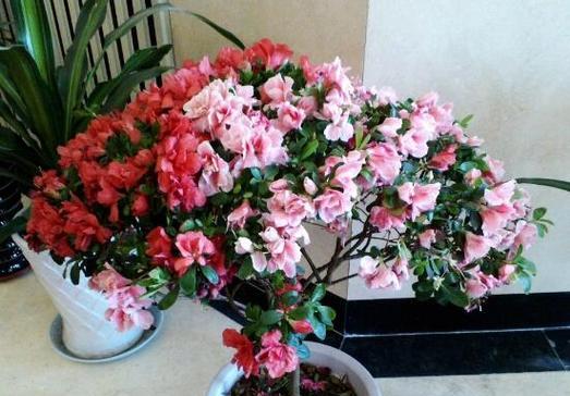 杜鹃室内养殖可行吗？需要注意哪些事项？