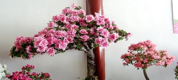 杜鹃室内养殖可行吗？需要注意哪些事项？