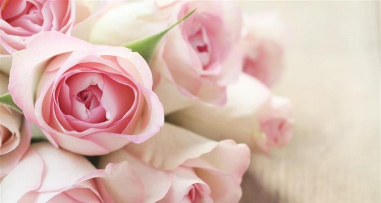 粉红色玫瑰的花语（用粉色玫瑰传递深情与美好）