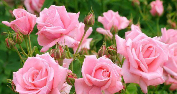 粉红色玫瑰的花语（用粉色玫瑰传递深情与美好）