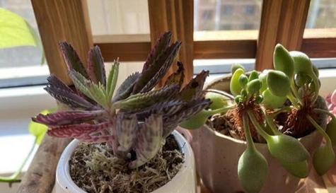 盆栽樱桃冬天会冻死吗？如何在寒冷季节保护樱桃盆栽？