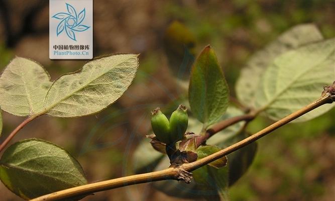 盆栽樱桃冬天会冻死吗？如何在寒冷季节保护樱桃盆栽？