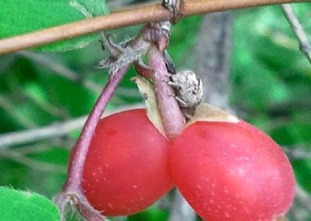 盆栽樱桃冬天会冻死吗？如何在寒冷季节保护樱桃盆栽？