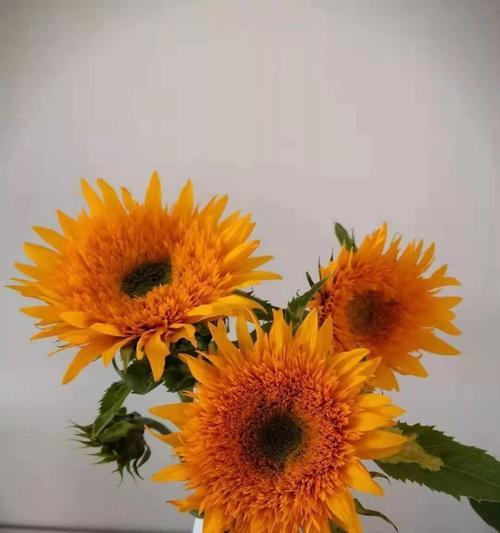 探寻以太阳花的特性与花语之美（阳光之下绽放的勇敢与希望）