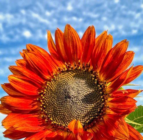 探寻以太阳花的特性与花语之美（阳光之下绽放的勇敢与希望）