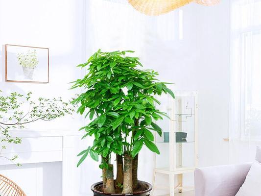 步步高树适合放在哪里？室内室外环境有何讲究？