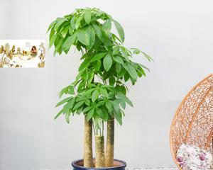 步步高树适合放在哪里？室内室外环境有何讲究？