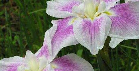 花开庆典，芬芳庆祝（庆祝的花花语）