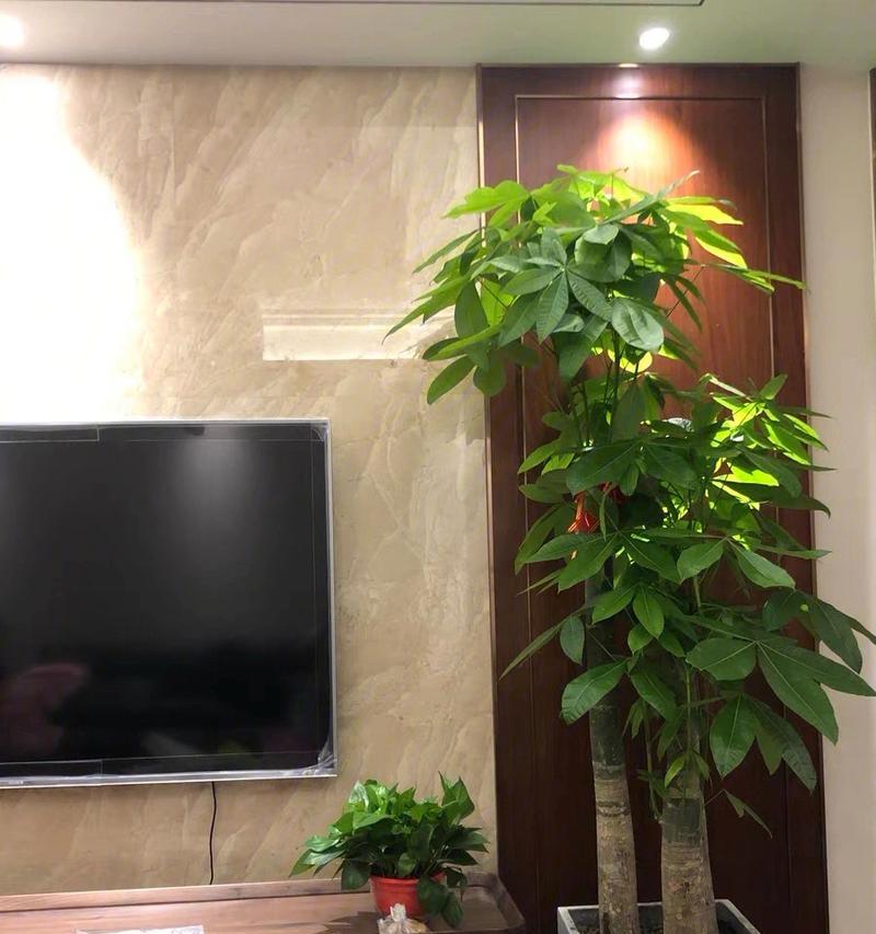 步步高树适合放在哪里？室内室外环境有何讲究？