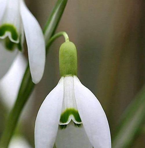 花开庆典，芬芳庆祝（庆祝的花花语）