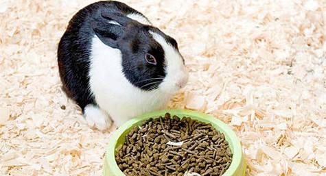 兔子可以吃葡萄吗?兔子吃葡萄需要注意什么? 兔子可以吃葡萄吗?兔子吃葡萄需要注意什么?