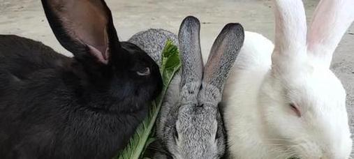 兔子可以吃葡萄吗?兔子吃葡萄需要注意什么? 兔子可以吃葡萄吗?兔子吃葡萄需要注意什么?