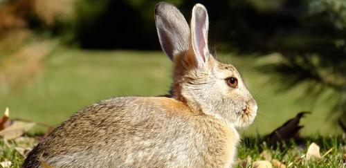 兔子可以吃葡萄吗?兔子吃葡萄需要注意什么? 兔子可以吃葡萄吗?兔子吃葡萄需要注意什么?