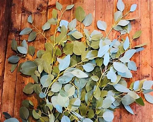 尤加利开花吗?颜色和样子是什么样的? 尤加利开花吗?颜色和样子是什么样的?