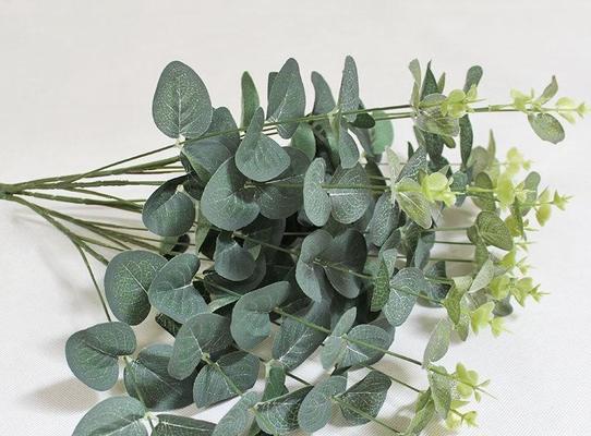 尤加利开花吗?颜色和样子是什么样的? 尤加利开花吗?颜色和样子是什么样的?