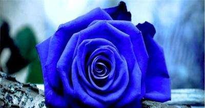 蓝色妖姬玫瑰（探寻蓝色妖姬玫瑰的花语与美丽）