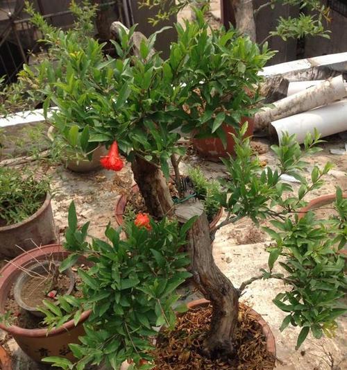 石榴盆景掉叶子怎么办？如何有效防止和处理？