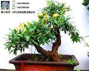 石榴盆景掉叶子怎么办？如何有效防止和处理？