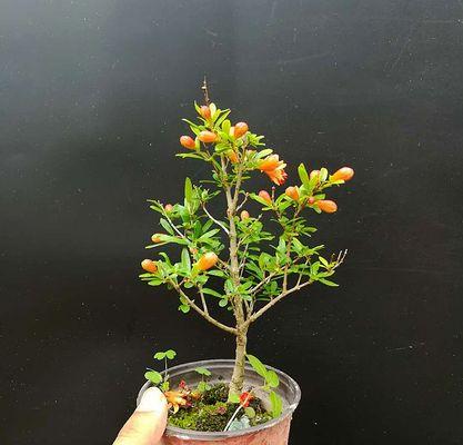 石榴盆景掉叶子怎么办？如何有效防止和处理？