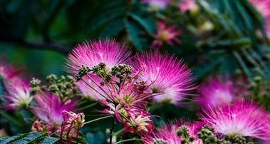 合欢花风水寓意与作用（揭开合欢花的神秘面纱）