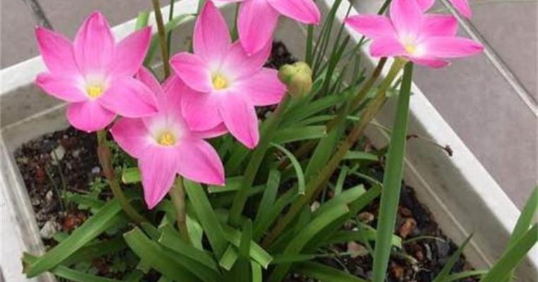 风雨兰的花期是什么时候？如何正确养护以延长花期？