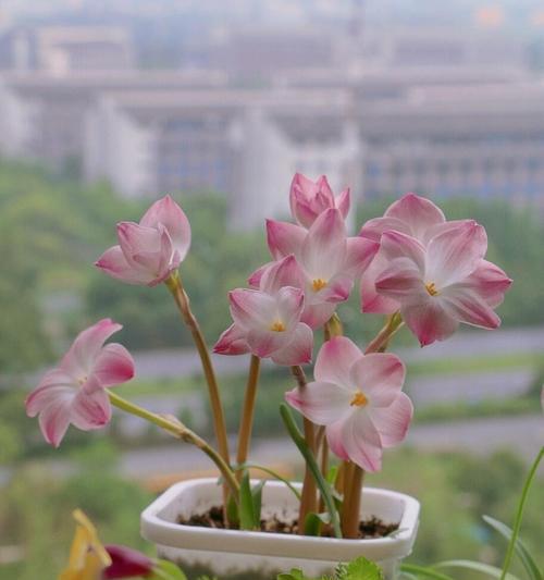 风雨兰的花期是什么时候？如何正确养护以延长花期？
