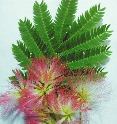 合欢花风水寓意与作用（揭开合欢花的神秘面纱）